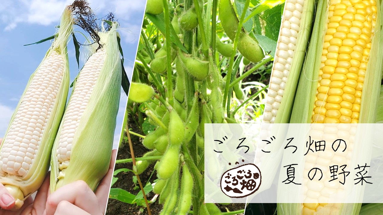 ごろごろ畑の夏野菜 株式会社日本栄養給食協会