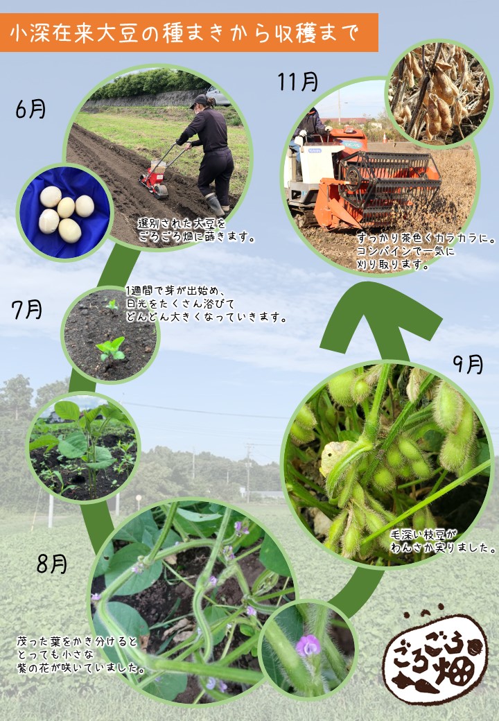 小深在来大豆 令和3年の記録 株式会社日本栄養給食協会